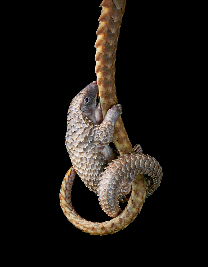 Imagen: Tim Flach